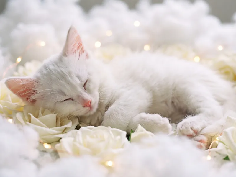 Ivory Rose Dreamland