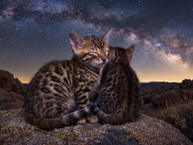 Bengal Sisters, Dreaming in Starlight