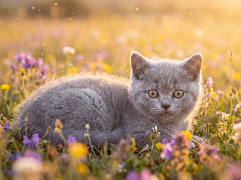 Silver Whisker Sunbeam