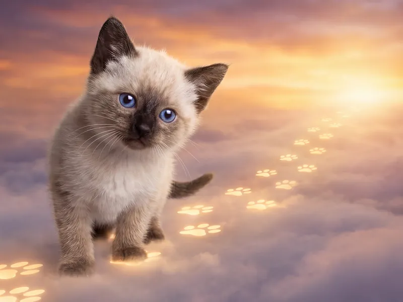 Siamese Steps Across the Clouds